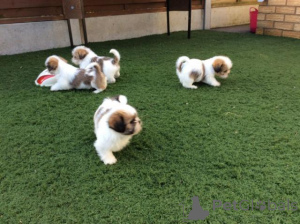 Zdjęcie №1. shih tzu - na sprzedaż w Jettingen | 2774zł | Zapowiedź №175186