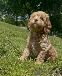 Zdjęcie №3. Szczenięta Cavapoo do adopcji Sprawdzone i zaszczepione przez weterynarza. Niemcy