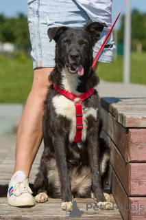 Zdjęcie №2 do zapowiedźy № 145974 na sprzedaż  pies nierasowy - wkupić się Federacja Rosyjska prywatne ogłoszenie