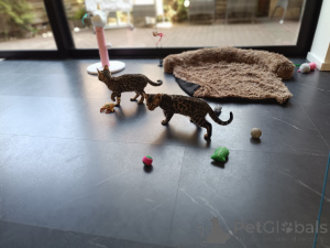 Zdjęcie №2 do zapowiedźy № 167818 na sprzedaż  kot bengalski - wkupić się Niemcy 