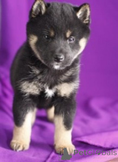 Zdjęcie №2 do zapowiedźy № 171119 na sprzedaż  shiba - wkupić się Wielka Brytania 