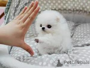 Zdjęcie №1. szpic miniaturowy - na sprzedaż w Bruksela | Bezpłatny | Zapowiedź №165734