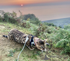 Zdjęcie №1.  - na sprzedaż w Батуми | 7624zł | Zapowiedź № 140977