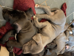 Zdjęcie №3. Szczenięta rasy dog niemiecki. Belgia