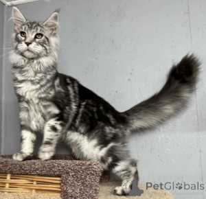Zdjęcie №1. maine coon - na sprzedaż w Baden-Baden | 4736zł | Zapowiedź № 163714