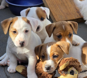 Zdjęcie №1. jack russell terrier - na sprzedaż w OSŁO | negocjowane | Zapowiedź №175042