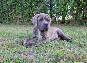 Dodatkowe zdjęcia: Cane Corso Italiano Puppies (FCI)