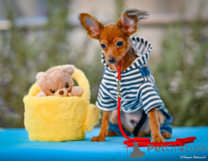 Zdjęcie №1. rosyjski toy - na sprzedaż w HAIFA | 8341zł | Zapowiedź №160398