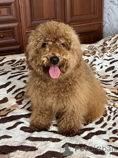 Zdjęcie №4. Sprzedam pudel (zabawka) w Kijów. prywatne ogłoszenie, od żłobka, hodowca - cena - 5740zł