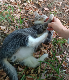 Zdjęcie №3. Towarzyski, ciekawski kotek szuka domu.. Federacja Rosyjska