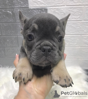 Zdjęcie №3. Buldog francuski. Federacja Rosyjska