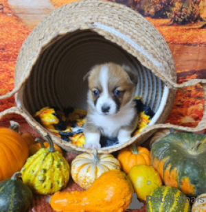 Zdjęcie №1. welsh corgi - na sprzedaż w Benapole | negocjowane | Zapowiedź №169263