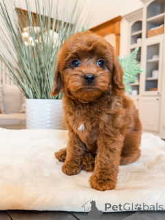 Zdjęcie №1. labradoodle - na sprzedaż w Amberg | 3109zł | Zapowiedź №157474