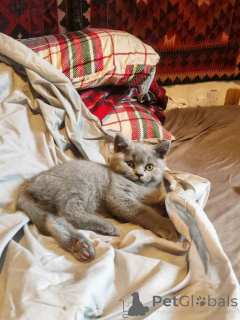 Zdjęcie №3. Brytyjski Kurzhaar. WhatsApp 44 7453 907158. Niemcy