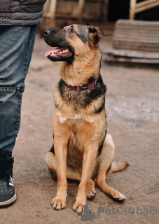 Zdjęcie №1. pies nierasowy - na sprzedaż w Petersburg | Bezpłatny | Zapowiedź №165126