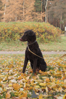 Zdjęcie №1. curly coated retriever - na sprzedaż w Petersburg | negocjowane | Zapowiedź №43429