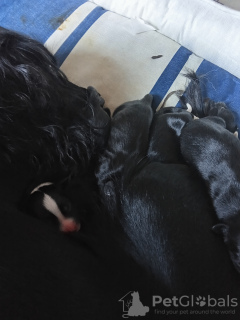 Zdjęcie №2 do zapowiedźy № 133622 na sprzedaż   - wkupić się Hiszpania prywatne ogłoszenie