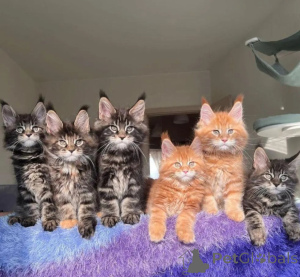 Zdjęcie №1. maine coon - na sprzedaż w Praga | 1196zł | Zapowiedź № 155793