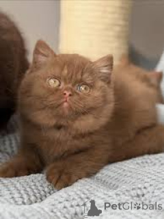 Zdjęcie №3. Chatons Exotic Shorthair to nowa rodzina.. Francja