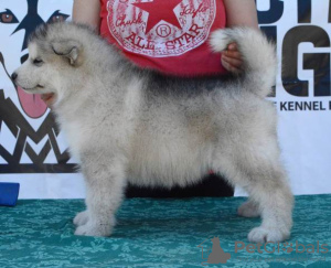 Zdjęcie №3. Szczenięta Alaskan Malamute. Serbia