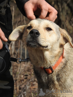 Zdjęcie №1. pies nierasowy - na sprzedaż w Москва | Bezpłatny | Zapowiedź №41162