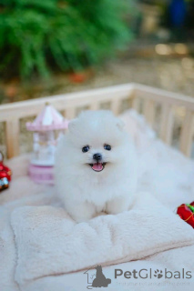 Zdjęcie №2 do zapowiedźy № 162133 na sprzedaż   - wkupić się Wielka Brytania 