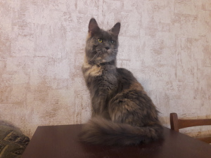 Zdjęcie №3. Maine Coon. Ukraina