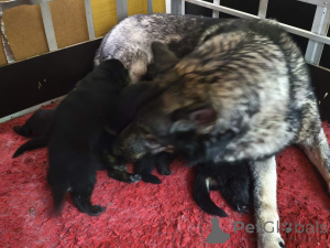 Zdjęcie №4. Sprzedam saarlooswolfhond w Tallinn. prywatne ogłoszenie - cena - 957zł