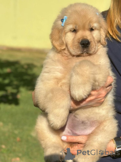 Zdjęcie №2 do zapowiedźy № 168818 na sprzedaż  labrador retriever - wkupić się USA prywatne ogłoszenie