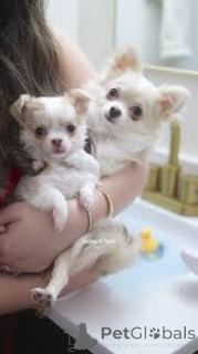 Zdjęcie №1. chihuahua (rasa psów) - na sprzedaż w Gheent | 3348zł | Zapowiedź №167078