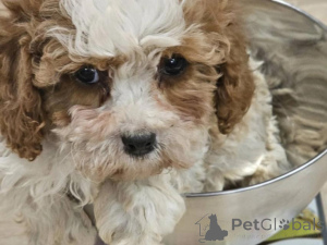 Zdjęcie №2 do zapowiedźy № 135428 na sprzedaż  pies nierasowy - wkupić się Niemcy prywatne ogłoszenie