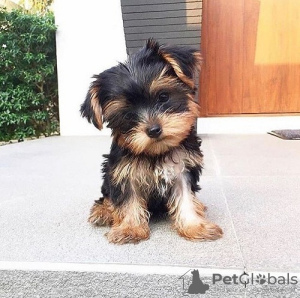 Zdjęcie №1. yorkshire terrier - na sprzedaż w Харлем | Bezpłatny | Zapowiedź №123934