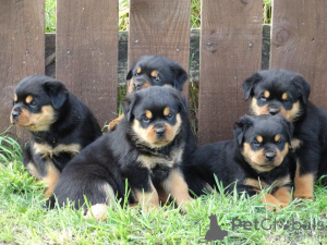 Zdjęcie №3. Szczenięta Rottweilera.. Szwecja