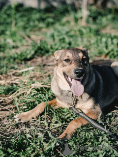 Zdjęcie №2 do zapowiedźy № 164579 na sprzedaż  pies nierasowy - wkupić się Białoruś prywatne ogłoszenie