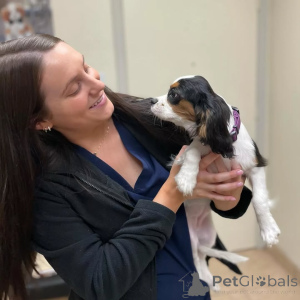 Zdjęcie №1. cavalier king charles spaniel - na sprzedaż w Erba | negocjowane | Zapowiedź №155582