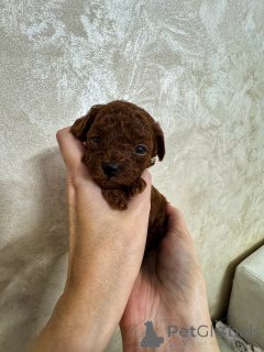 Zdjęcie №1. pudel (zabawka) - na sprzedaż w Kaliningrad | 17016zł | Zapowiedź №154838