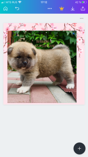 Zdjęcie №2 do zapowiedźy № 6957 na sprzedaż  akita (rasa psa) - wkupić się Federacja Rosyjska prywatne ogłoszenie