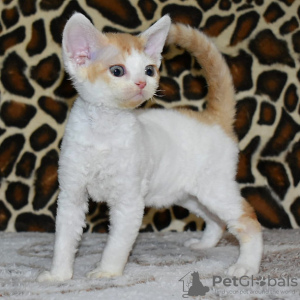 Zdjęcie №1. devon rex - na sprzedaż w Marsylia | 1046zł | Zapowiedź № 120893