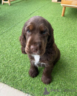 Zdjęcie №1. cocker spaniel angielski - na sprzedaż w Würzburg | negocjowane | Zapowiedź №154051