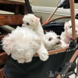 Zdjęcie №1. maltańczyk - na sprzedaż w Bruksela | 3348zł | Zapowiedź №160910