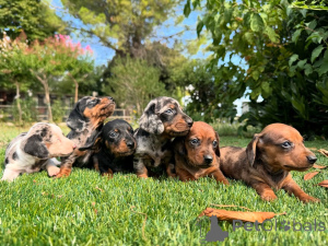 Zdjęcie №1. jamnik - na sprzedaż w Bruksela | negocjowane | Zapowiedź №160837