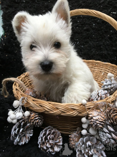 Zdjęcie №1. west highland white terrier - na sprzedaż w Frederickshavn | 2631zł | Zapowiedź №167524