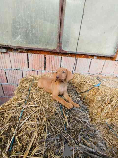 Zdjęcie №3. Krótki harowski pies Węgier, szczenięta. Serbia