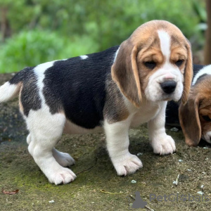 Zdjęcie №4. Sprzedam beagle (rasa psa) w Norymberga. prywatne ogłoszenie - cena - 1981zł