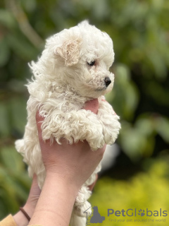 Dodatkowe zdjęcia: Szczeniak Maltipoo