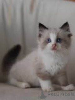 Zdjęcie №1. ragdoll - na sprzedaż w Espoo | 2865zł | Zapowiedź № 167751