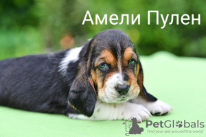 Zdjęcie №4. Sprzedam basset hound w Kaliningrad. prywatne ogłoszenie - cena - negocjowane