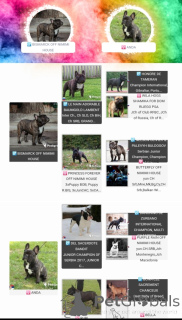 Zdjęcie №3. Buldog francuski. Serbia