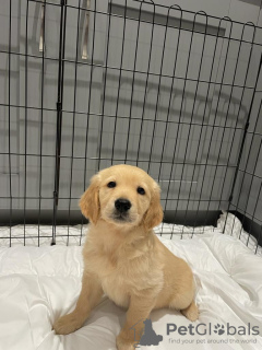 Zdjęcie №3. Piękny golden retriever do bezpłatnej adopcji. Niemcy