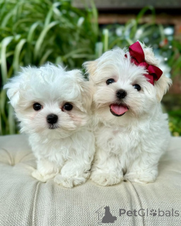 Zdjęcie №1. maltańczyk - na sprzedaż w Helsinki | 2392zł | Zapowiedź №164002